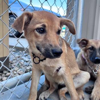 Follie -  Mixed Breed Dog for Adoption in Bismarck, North Dakota - Follie | PetCurious