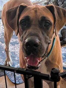 Scooby -  Great Dane Dog for Adoption in Lakeland, Florida - Scooby | PetCurious
