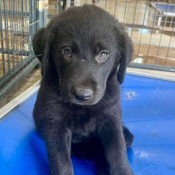 Labrador Retriever Dogs Available for Adoption - Pete | PetCurious