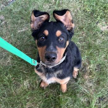 Ringo -  Rottweiler and Australian Shepherd Dog for Adoption in Warwick, Rhode Island - Ringo | PetCurious