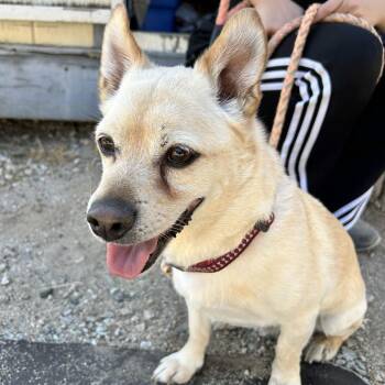 Chihuahua and Shiba Inu Dogs Available for Adoption in Yucaipa, California - Harold | PetCurious