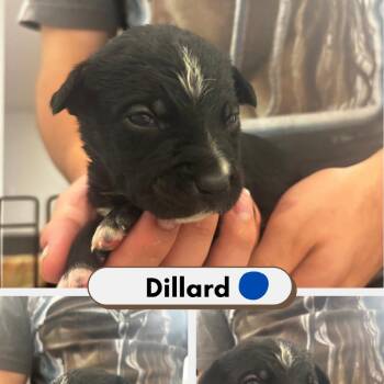 Dillard -  Australian Shepherd and American Staffordshire Terrier Dog for Adoption in Phoenix, Arizona - Dillard | PetCurious
