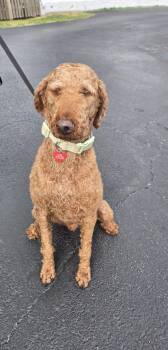 Fritz -  Poodle Dog for Adoption in Tulsa, Oklahoma - Fritz | PetCurious