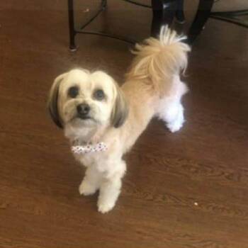 Havanese Dogs Available for Adoption in Houston, Texas - Riley Chase | PetCurious
