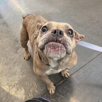 French Onion -  French Bulldog and Mixed Breed Dog for Adoption in Pittsburgh, Pennsylvania - French Onion | PetCurious
