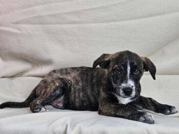 Rescue Australian Shepherd and Boxer Dogs for Adoption in East Sparta, Ohio - Herbie | PetCurious