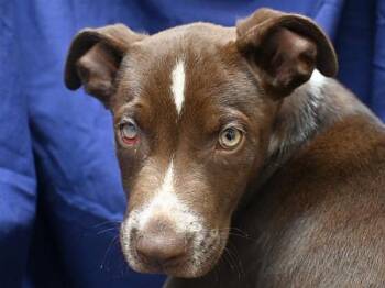 Starburst -  Border Collie and Pit Bull Terrier Dog for Adoption in Portland, Oregon - Starburst | PetCurious
