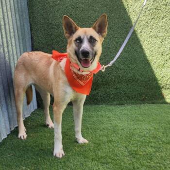 German Shepherd Dog and Husky Dogs Available for Adoption - Amelia | PetCurious