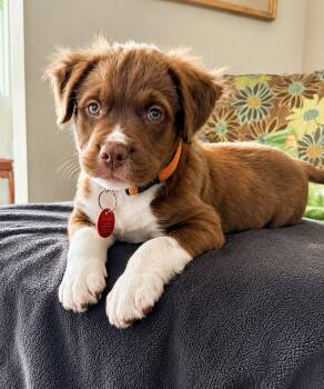 Elmo -  Pit Bull Terrier and Australian Cattle Dog Blue Heeler Dog for Adoption in Nashville, Tennessee - Elmo | PetCurious