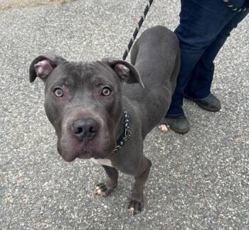 Rescue Pit Bull Terrier Dogs for Adoption in Killingly, Connecticut - Milo | PetCurious