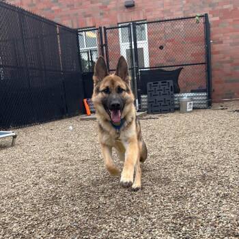 German Shepherd Dog Dogs Available for Adoption in Pittsburgh, Pennsylvania - TJ | PetCurious
