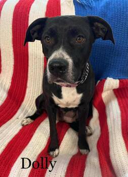 Rescue Labrador Retriever Dogs for Adoption in Hillsdale, New York - Dolly | PetCurious