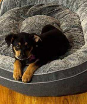 HERA -  Australian Kelpie Dog Available for Adoption in Edgecliff Village, Texas - HERA | PetCurious