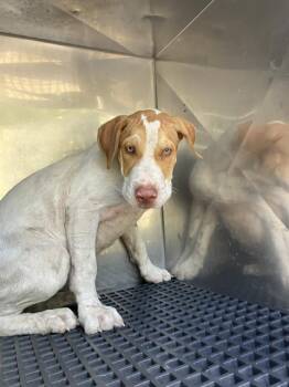 CALYPSO -  Mixed Breed Dog for Adoption in Dallas, Texas - CALYPSO | PetCurious