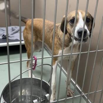 "Princess Peach" -  Hound and Mixed Breed Dog for Adoption in Lyndhurst, Virginia - "Princess Peach" | PetCurious