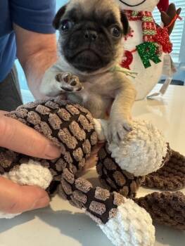 Rescue Pug Dogs for Adoption in Severance, Colorado - Finley | PetCurious