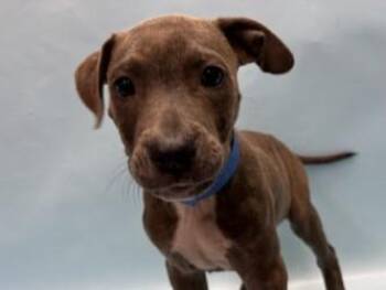 Chevelle -  Pit Bull Terrier and Mixed Breed Dog for Adoption in Woodbury, Minnesota - Chevelle | PetCurious