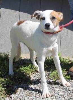 Terrier and Mixed Breed Dogs Available for Adoption in Vacaville, California - Denzel | PetCurious