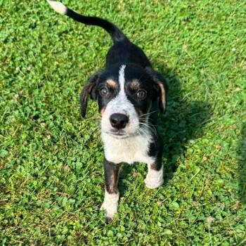 Chase -  Australian Cattle Dog Blue Heeler Dog for Adoption in Greece, New York - Chase | PetCurious