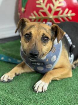 Travis-One of our Amazing Rescue Dogs -  Dachshund and Chihuahua Dog for Adoption in Carlsbad, California - Travis-One Of Our Amazing Rescue Dogs | PetCurious