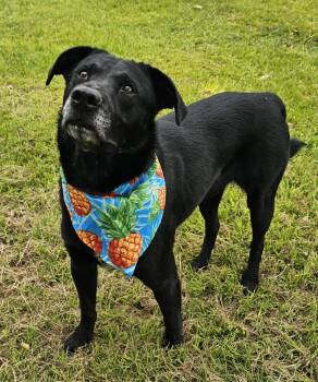 Black Labrador Retriever Dogs Available for Adoption in Houston, Texas - TITAN | PetCurious