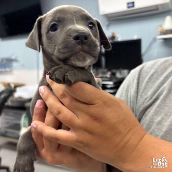 Terrier Dogs Available for Adoption in Washington, District Of Columbia - Fox | PetCurious