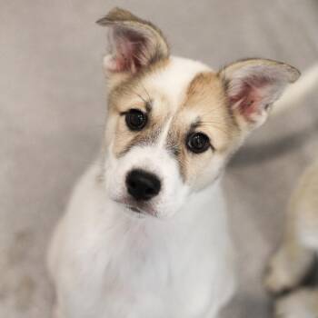 Iris 22741 -  Great Pyrenees and Mixed Breed Dog for Adoption in Cumming, Georgia - Iris 22741 | PetCurious