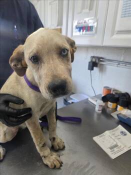 MIRA -  Australian Cattle Dog Blue Heeler Dog for Adoption in San Bernardino, California - MIRA | PetCurious
