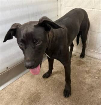 NENA -  Pit Bull Terrier Dog for Adoption in San Bernardino, California - NENA | PetCurious