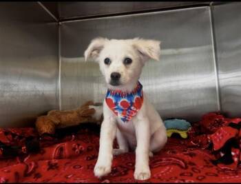 SAMMY BOY -  American Eskimo Dog and Mixed Breed Dog for Adoption in Tustin, California - SAMMY BOY | PetCurious