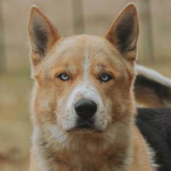 Max -  Siberian Husky and German Shepherd Dog Dog for Adoption in Portland, Oregon - Max | PetCurious