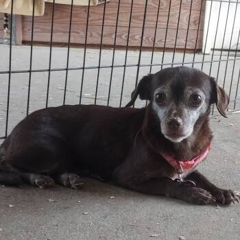 Rescue Chihuahua Dogs for Adoption in Wake Forest, North Carolina - Echo | PetCurious