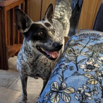 Gracie -  Australian Cattle Dog Blue Heeler and Mixed Breed Dog for Adoption in Phoenix, Arizona - Gracie | PetCurious