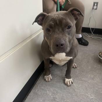 Willamia -  Mixed Breed Dog for Adoption in Philadelphia, Pennsylvania - Willamia | PetCurious