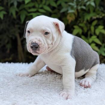 Pit Bull Terrier and Mixed Breed Dogs Available for Adoption in Tyrone, Georgia - Cookie-Doodle-Doo 03-1013 | PetCurious