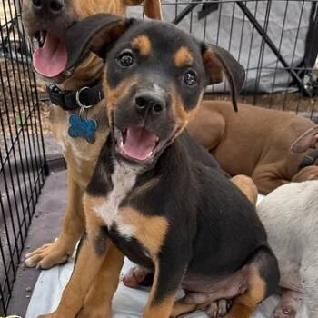 Rescue Terrier and Australian Cattle Dog Blue Heeler Dogs for Adoption in Boerne, Texas - Marlowe | PetCurious