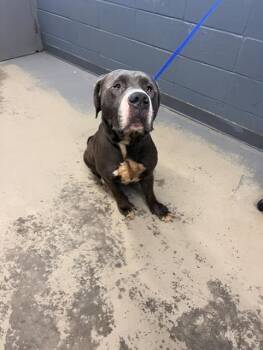 ROCK -  Neapolitan Mastiff and Pit Bull Terrier Dog for Adoption in Tallahassee, Florida - ROCK | PetCurious