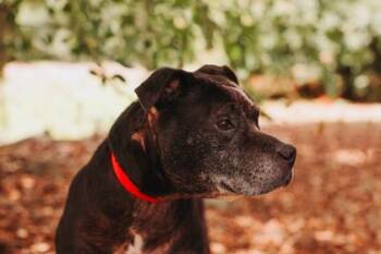 94146a Snoopy -  American Staffordshire Terrier and Mixed Breed Dog Available for Adoption in North Charleston, South Carolina - 94146a Snoopy | PetCurious