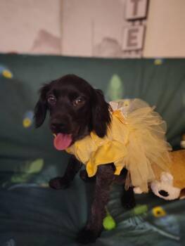 Fig Casa -  Spaniel Dog for Adoption in Boston, Massachusetts - Fig Casa | PetCurious
