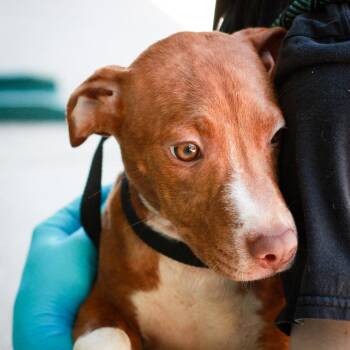 Labrador Retriever and Cattle Dog Dogs Available for Adoption in Hattiesburg, Mississippi - Bubble Tea | PetCurious