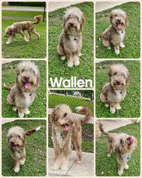 Australian Shepherd and Poodle Dogs Available for Adoption in Universal City, Texas - Wallen | PetCurious