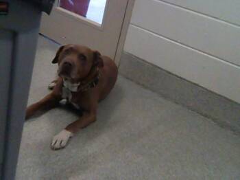 Pit Bull Terrier Dogs Available for Adoption in Loveland, Colorado - BOOMER | PetCurious