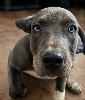 Boone Booze -  Mastiff and American Staffordshire Terrier Dog for Adoption in Minneapolis, Minnesota - Boone Booze | PetCurious