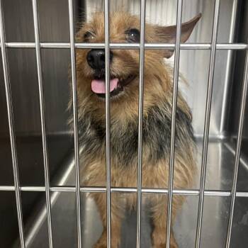 Terrier Dogs Available for Adoption in Uniontown, Pennsylvania - Grace | PetCurious