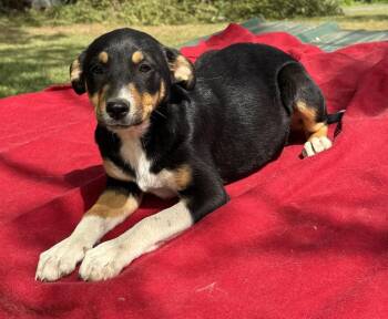 Catahoula Leopard Dog and Labrador Retriever Dogs Available for Adoption in Horn Lake, Mississippi - Daisy - Holly’s Litter Of 8 | PetCurious
