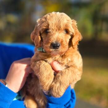 CT Kayden avail Oct 26 (Scarecrow Festival- Somers, CT) -  Poodle and Mixed Breed Dog for Adoption in Stormville, New York - CT Kayden Avail Oct 26 (Scarecrow Festival- Somers, CT) | PetCurious