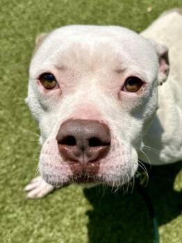 Skeeter -  Mixed Breed Dog for Adoption in Wichita, Kansas - Skeeter | PetCurious
