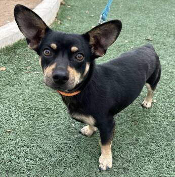 RICHIE -  Miniature Pinscher Dog for Adoption in Bell Gardens, California - RICHIE | PetCurious