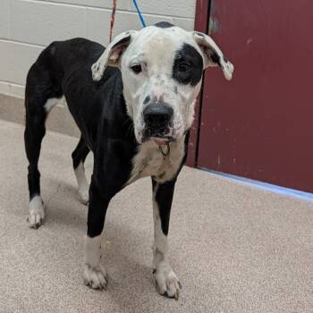 Rescue Mixed Breed Dogs for Adoption in Ardmore, Oklahoma - Dollop | PetCurious