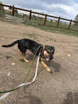 Catahoula Leopard Dog and Mixed Breed Dogs Available for Adoption in Fort Collins, Colorado - Bindi | PetCurious